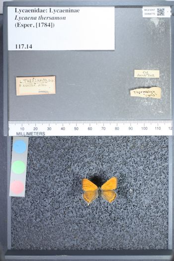 Media type: image;   Entomology 64770